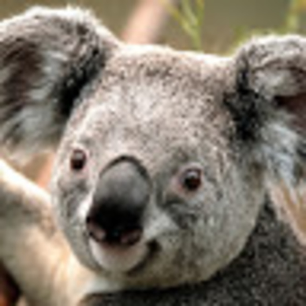 Meet your Posher, Chickenstrip